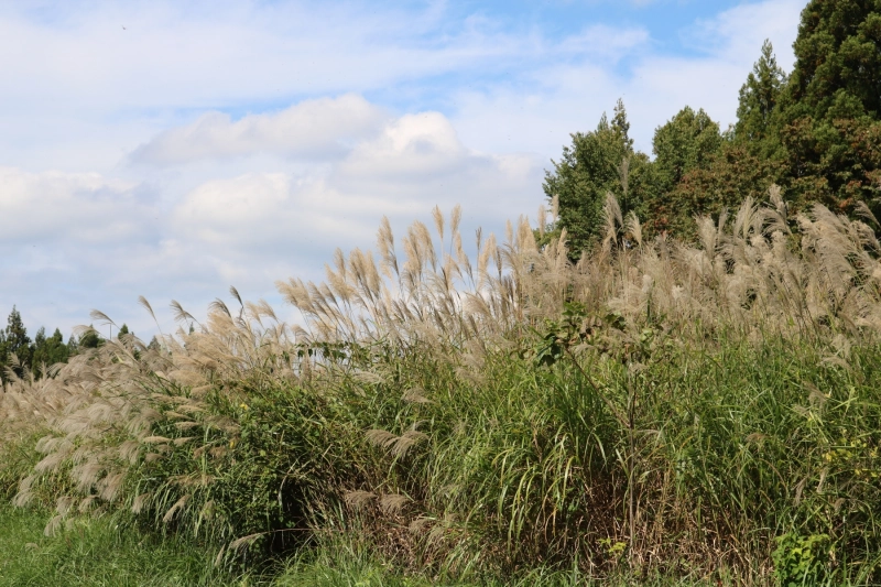 IMG_10740.JPG
